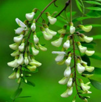 槲皮素天然提取物