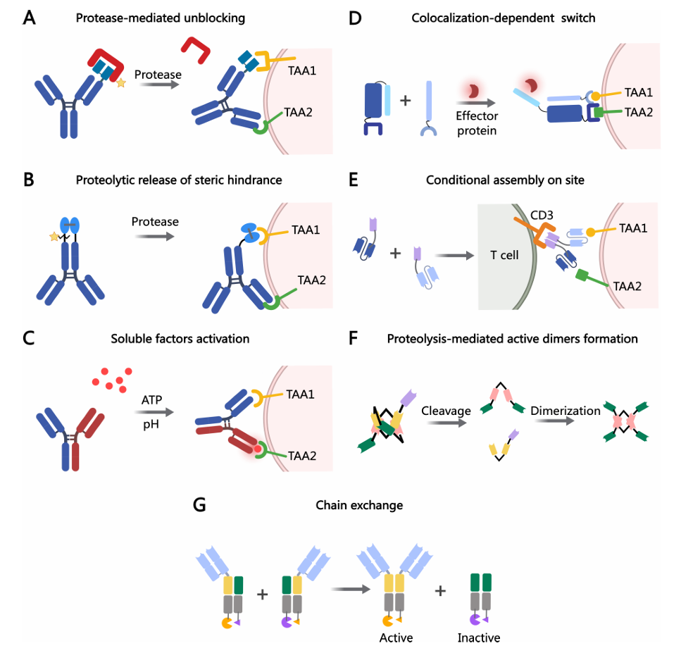 前藥型雙特異性抗體的作用機制.png 前藥型雙特異性抗體的作用機制.png