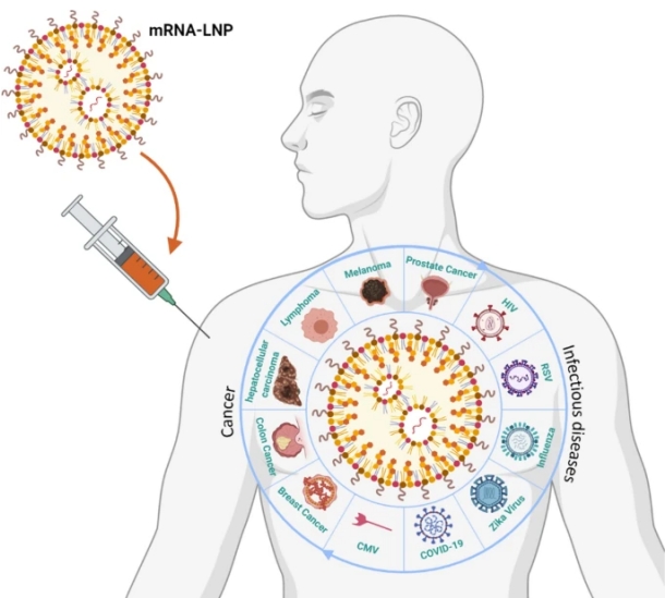 mRNA-LNP的應(yīng)用領(lǐng)域示意圖  mRNA-LNP的應(yīng)用領(lǐng)域示意圖