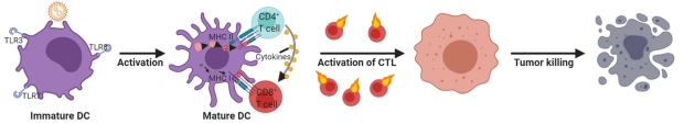 mRNA-LNP藥物的免疫調(diào)節(jié)與藥代動(dòng)力學(xué)特性研究 mRNA-LNP藥物的免疫調(diào)節(jié)與藥代動(dòng)力學(xué)特性研究