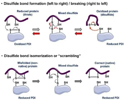 PDIs在癌癥中的靶點(diǎn)開(kāi)發(fā) PDIs在癌癥中的靶點(diǎn)開(kāi)發(fā)
