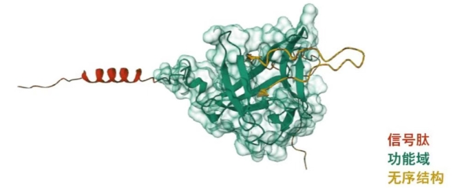 FGF21結(jié)構(gòu)