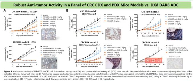 MRG007裸抗及ADC分子，在CDH17不同表達(dá)程度的消化道腫瘤細(xì)胞上，均表現(xiàn)出高親和力且強(qiáng)勁的內(nèi)吞作用