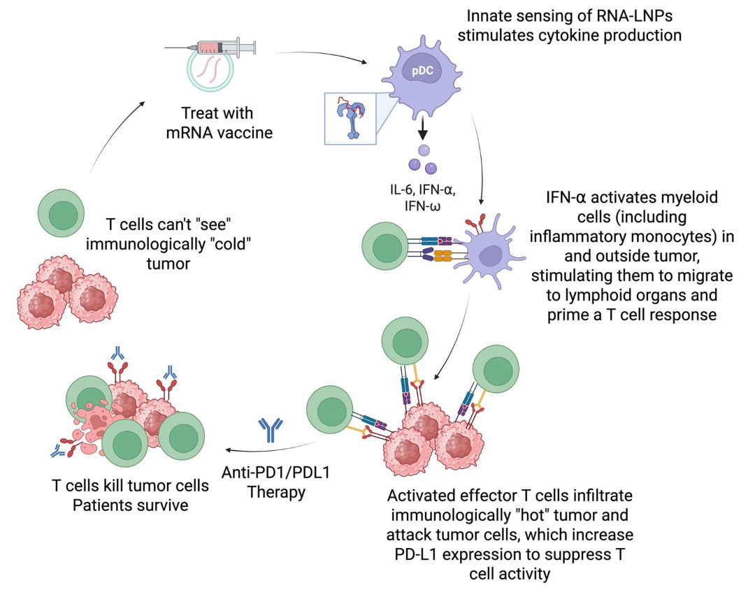 mRNA 疫苗使免疫“冷”腫瘤對免疫療法敏感.png mRNA 疫苗使免疫“冷”腫瘤對免疫療法敏感.png