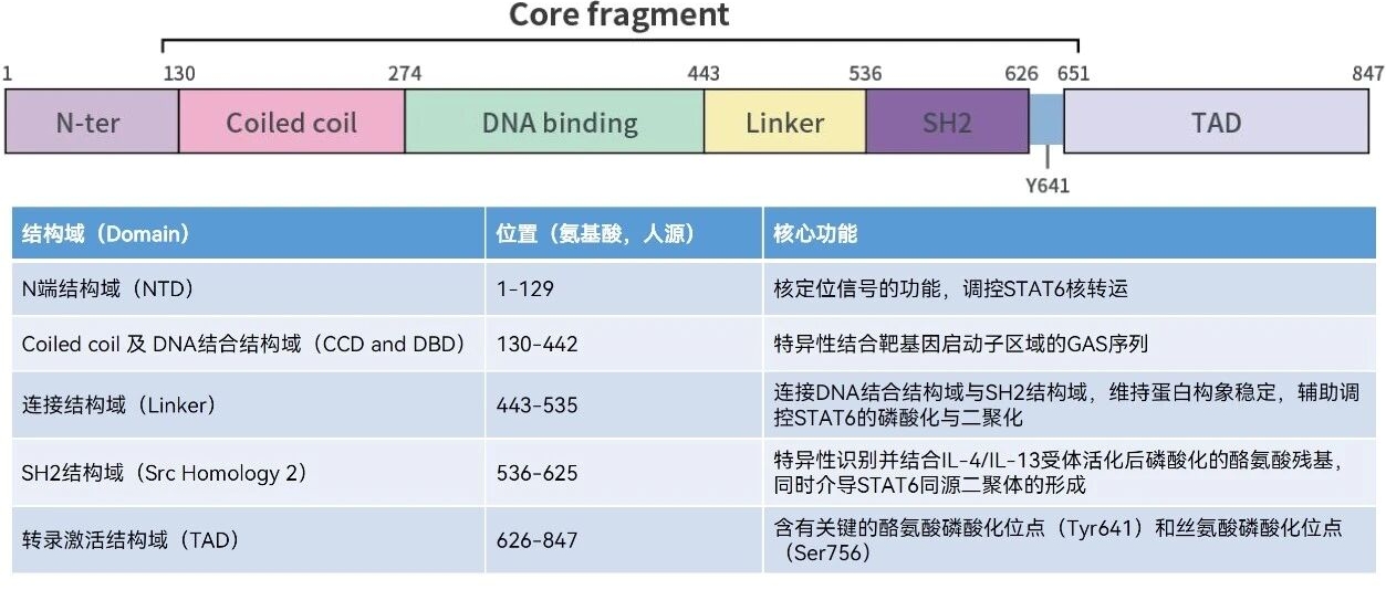 STAT6蛋白的結(jié)構(gòu)域組成 STAT6蛋白的結(jié)構(gòu)域組成