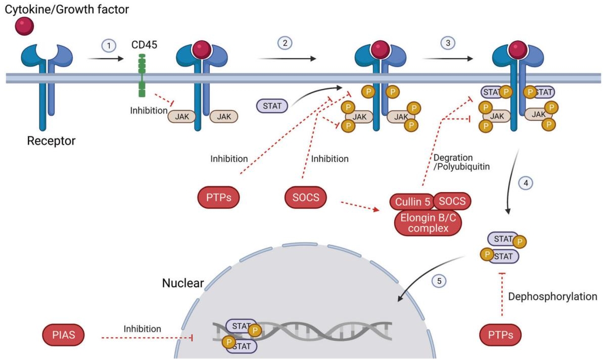 JAK/STAT信號(hào)通路  JAK/STAT信號(hào)通路