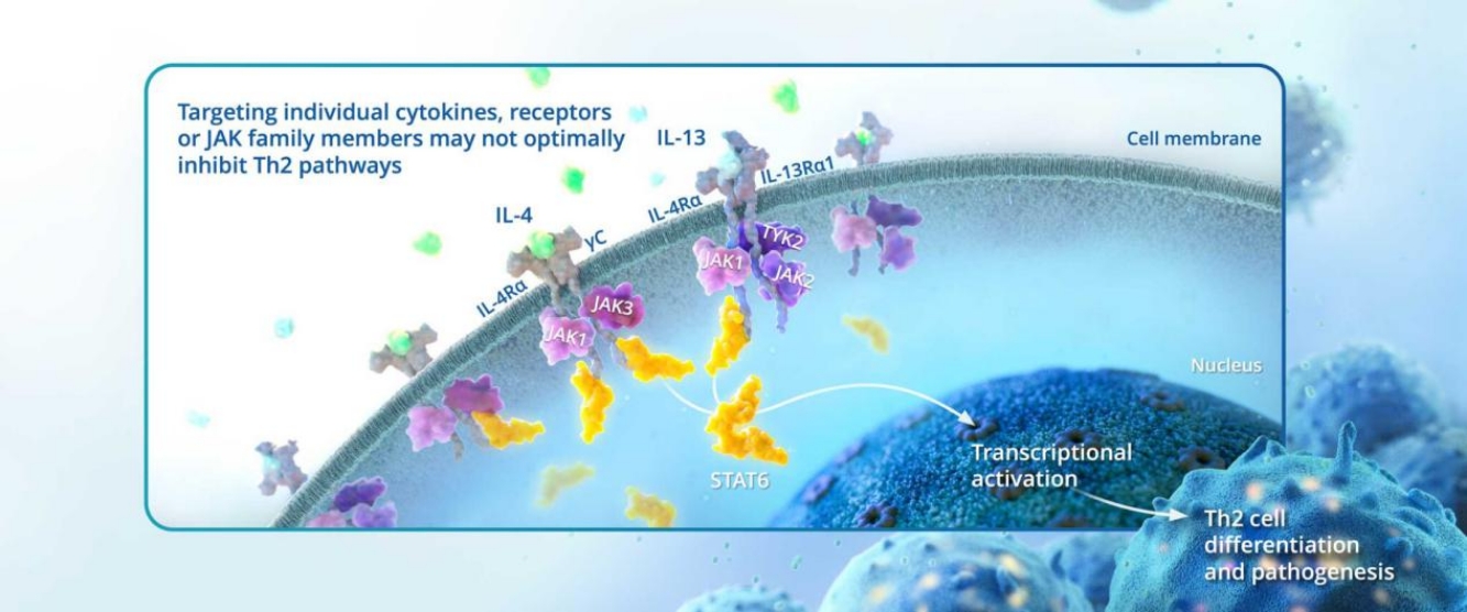 STAT6信號(hào)通路示意圖 STAT6信號(hào)通路示意圖