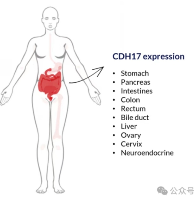 CDH17部位表達 CDH17部位表達