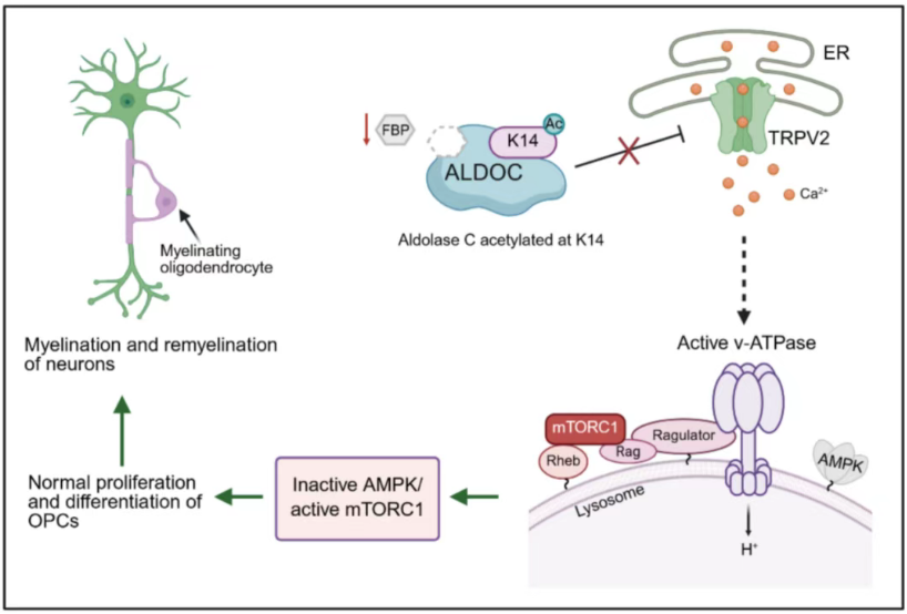 ALDOC-K14 乙?；揎?，確保了少突膠質前體細胞（OPC）的髓鞘形成和髓鞘再生1.png