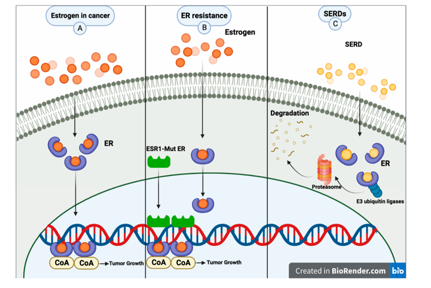 乳腺癌中的雌激素通路 乳腺癌中的雌激素通路