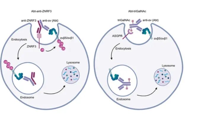 ZNRF3的膜表面E3連接酶.jpg ZNRF3的膜表面E3連接酶.jpg
