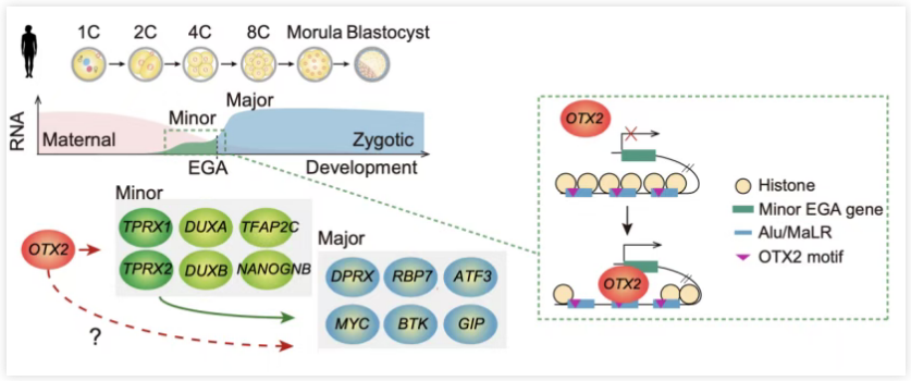 轉(zhuǎn)錄因子 OTX2 調(diào)控人類 EGA ..png 轉(zhuǎn)錄因子 OTX2 調(diào)控人類 EGA ..png