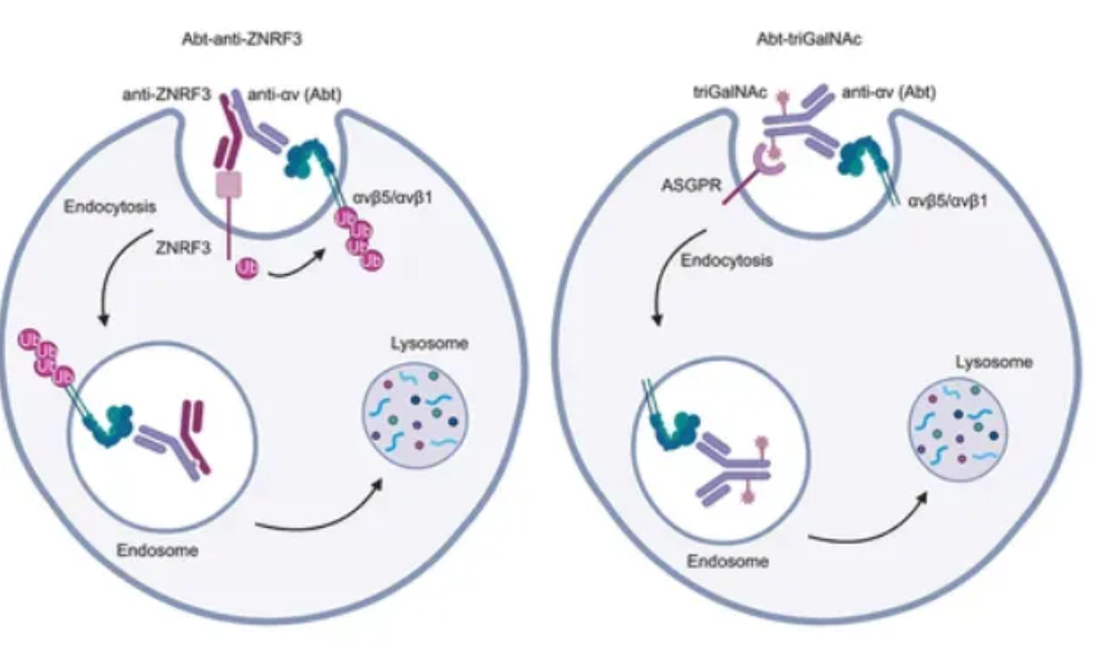 Abt-anti-ZNRF3示意圖 Abt-anti-ZNRF3示意圖