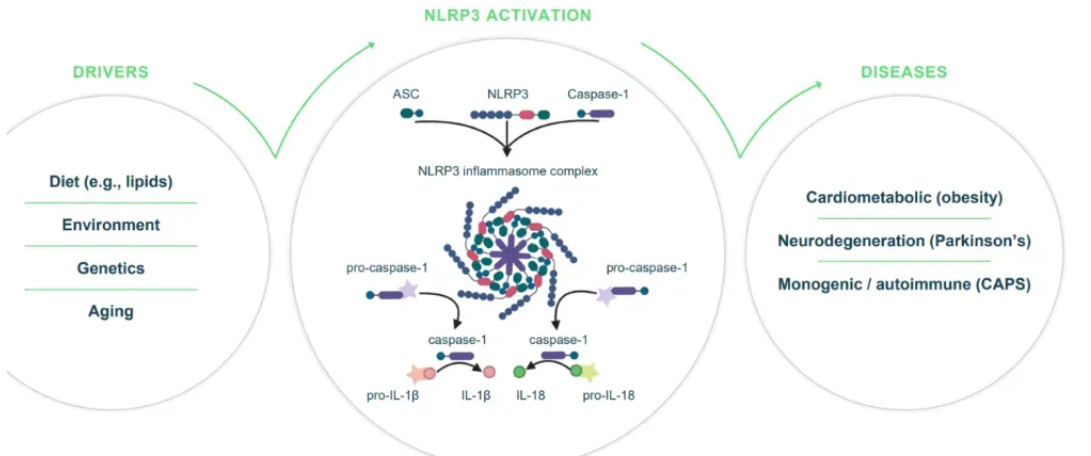 NLRP3最終被帶入了減肥賽道