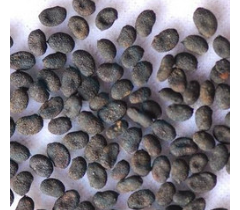 補(bǔ)骨脂提取物 補(bǔ)骨脂提取物