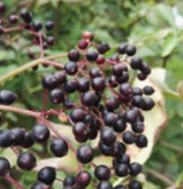 接骨木提取物 接骨木提取物