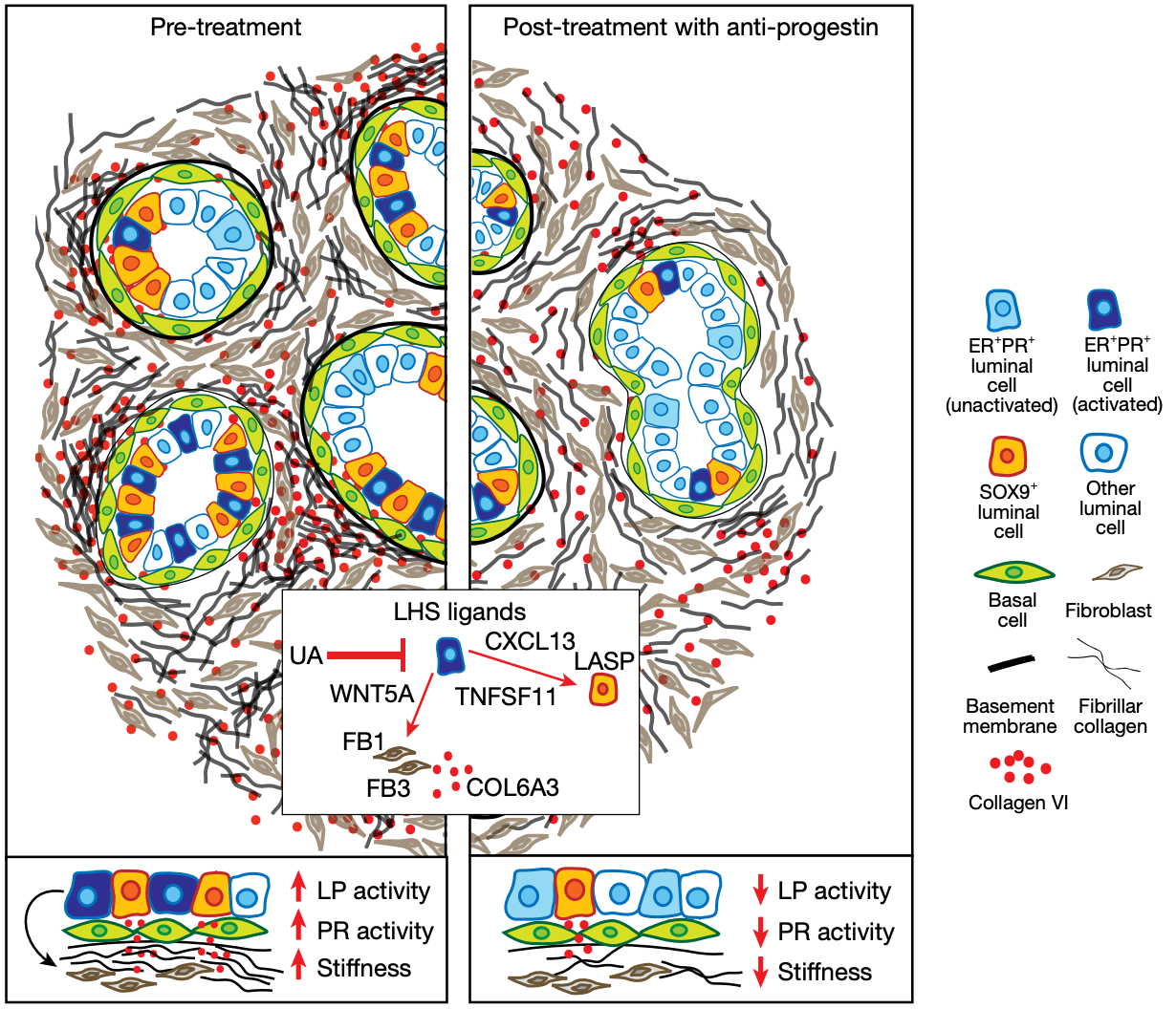 Ⅵ 型膠原蛋白.png