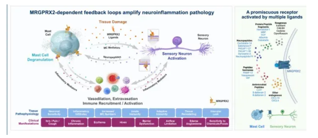 受體運(yùn)作圖 受體運(yùn)作圖