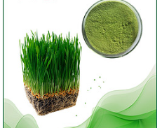 大麥苗提取物