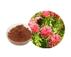 紅景天提取物 紅景天提取物