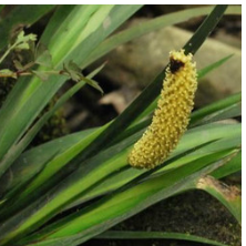 石菖蒲提取物 石菖蒲提取物