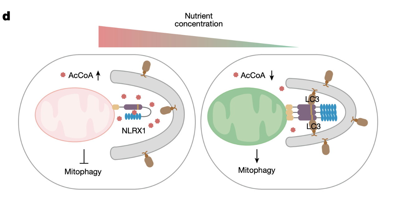 Nutrientconcentration.png Nutrientconcentration.png