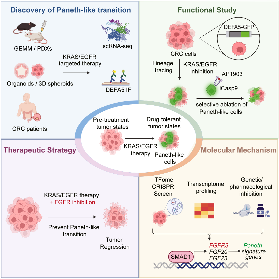 Discovery of Paneth-like transition.png