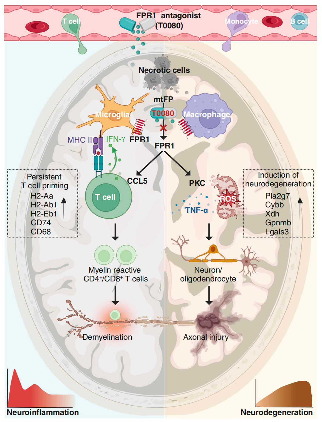 FPR1 及其拮抗劑 T0080 在多發(fā)性硬化癥中的作用.png FPR1 及其拮抗劑 T0080 在多發(fā)性硬化癥中的作用.png