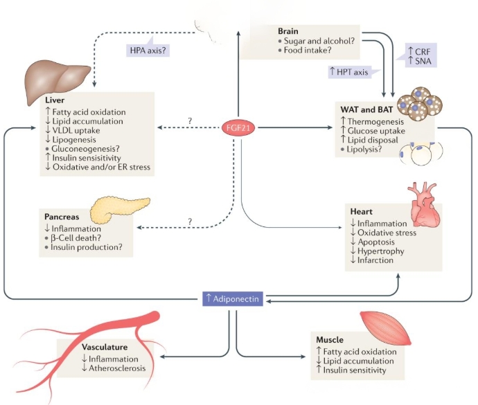 代謝調(diào)節(jié)作用主要分為三大板塊