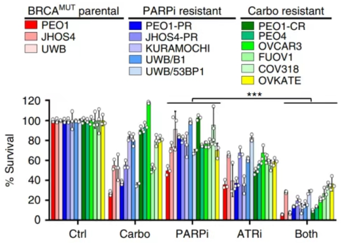 PARPi–ATRi處理能顯著降低腫瘤細(xì)胞活力