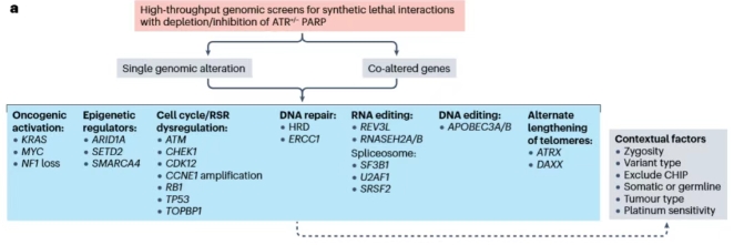 ATR抑制劑敏感的潛在生物標(biāo)志物