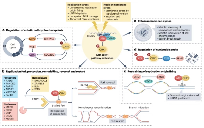 ATR的生物學(xué)功能