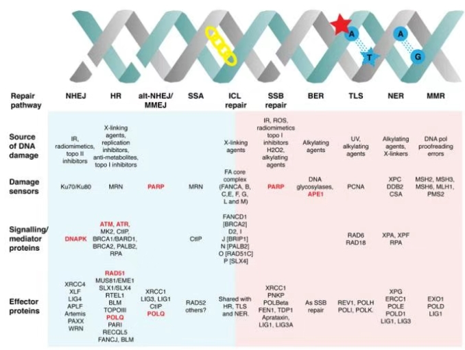 DNA修復(fù)通路中主要傳感器、信號傳導(dǎo)和效應(yīng)蛋白