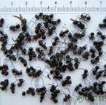 黑螞蟻提取物