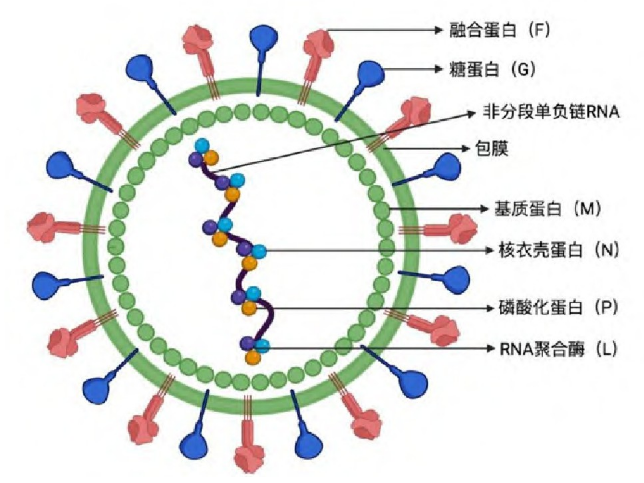 尼帕病毒结构和基因组组织示意图.png